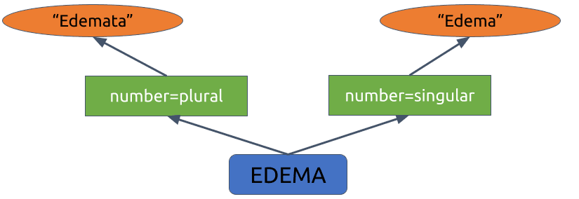 Named forms allow for grammatical properties such as plural to be represented